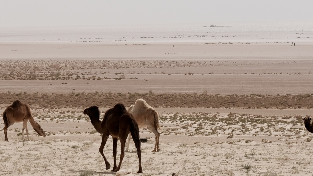A salt flat with camels in the foreground. In the distance, the Lars Homestead is visible